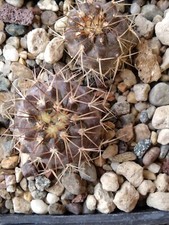 Copiapoa grandiflora, 5 cm pot, Own Roots, Grow Wild