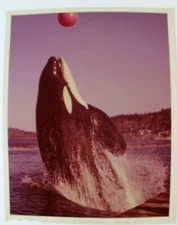 Namu, the Killer Whale (1966) 4x5" color transparency! - rare