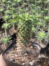 2PCS Euphorbia Bupleurifolia Cactus Succulent...