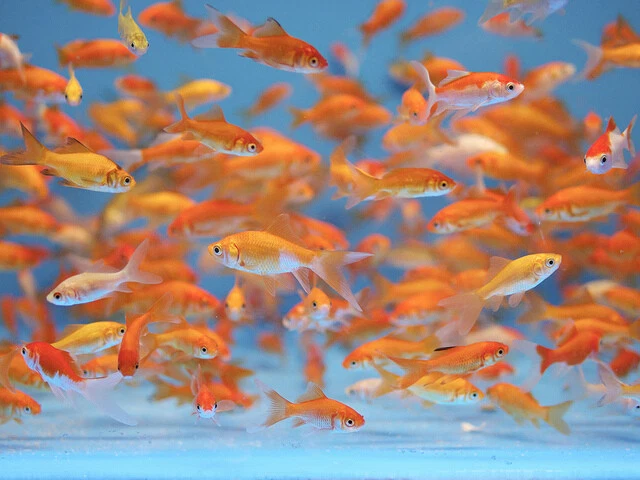 35+ Live Fish Goldfish (SMALL)GUARANTEE ALIVE (FREE - Shipping And Fish Net)