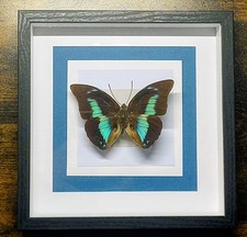 Quadro Tassidermia Farfalle