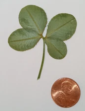 4 leaf clover - real, dried, and pressed - Trifolium repens