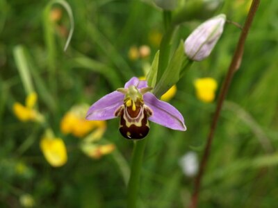 Foto 6x4 Bienenorchidee Aller Bach lokales Naturschutzgebiet Newton Abt Ophry c2008