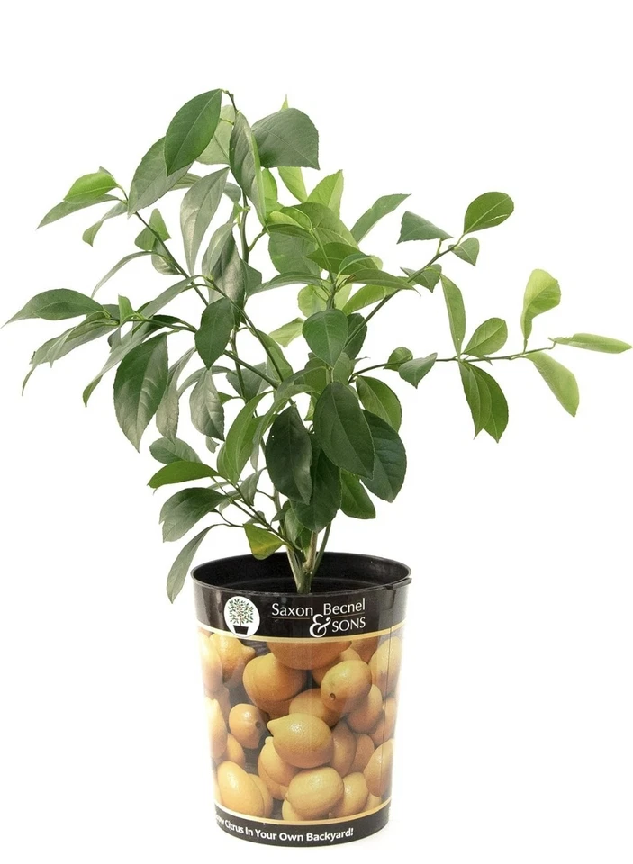 Meyer Lemon Tree, Citrus Live Plant (1 Gallon Growers Pot)  - Image 2 of 4