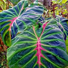 Colocasia Bulb Liner Butterfly New Hybrid (Includes All Import Duties And Taxes)