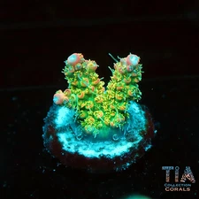 Tropcial Fairy Acropora - NOT WYSIWG | Live SPS Coral | Aquacultured