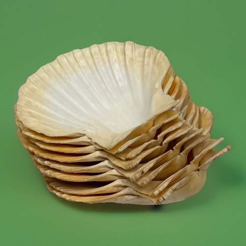 8 Large Natural Scallop Shells for Baking Crafts Nautical Decor 4.5x5”