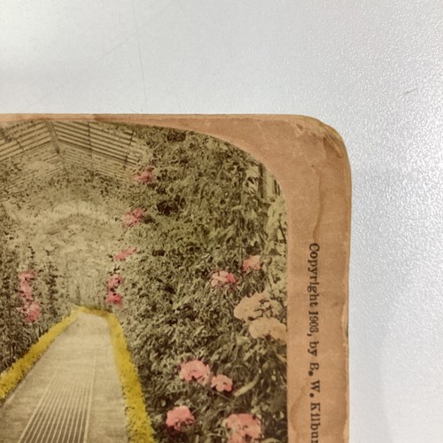 Belgium Flowers Stereoview Card 1903 VHTF James Davis Brussels Geraniums Royal C - Picture 8 of 17