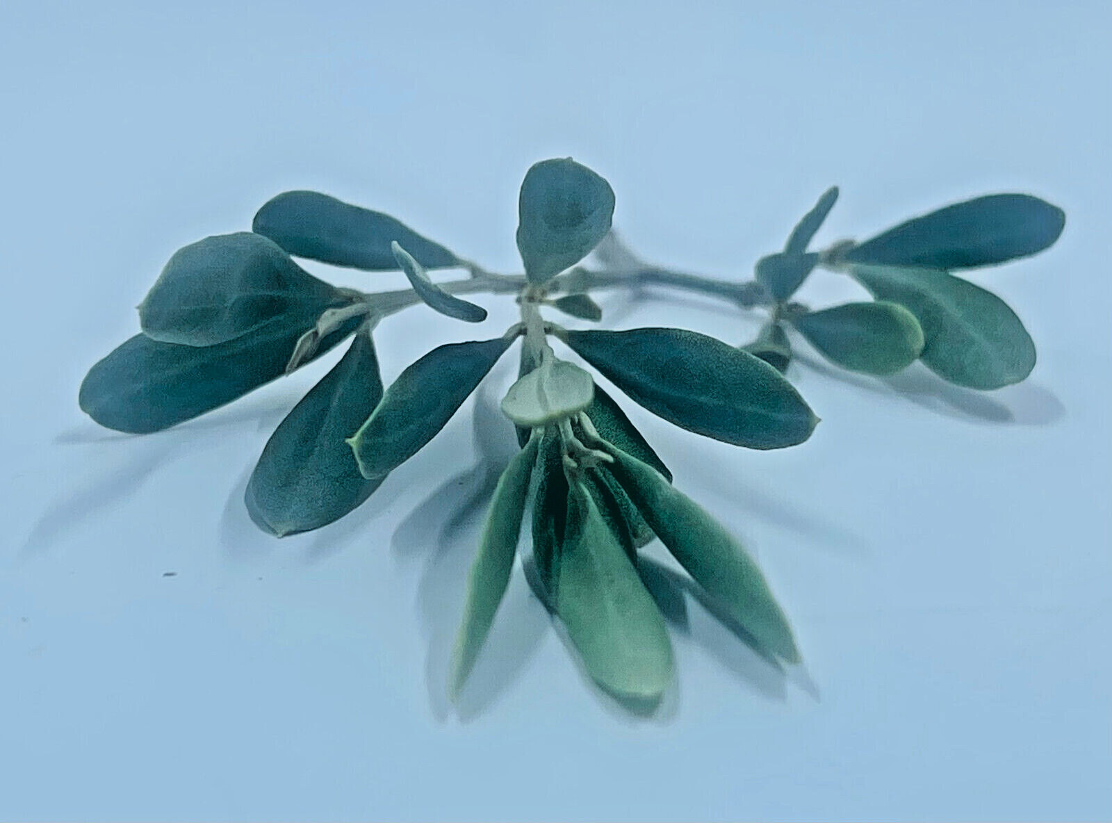 Hojas de olivo - Recién recogidas a pedido - Oleuropeína totalmente natural