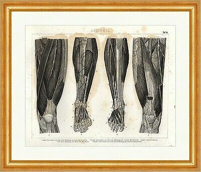 Linker Oberschenkel Muskelschicht FascieBrockhaus Bilder Atlas Anatomie 14