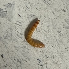 Live Mealworms 150 Large 1" - 1.5  Reptile Food