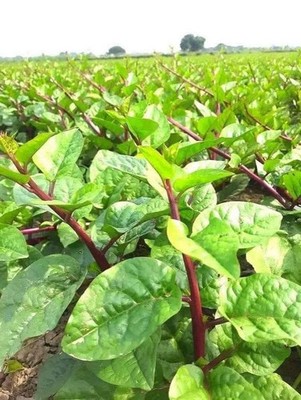 Rote Malabar Spinat 20 Samen, asiatische-Blätter Spinat, klettern Spinat