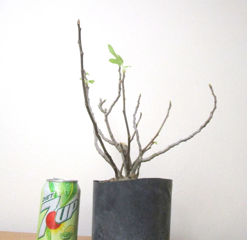 Dwarf Black Fig for unique mame shohin bonsai tree - Image 3 of 4