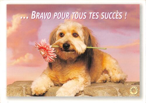 BT9188 Bichon Havannaz Dog Chien Bravo für alle deine Sukzessionen Frankreich Tier 3 - Bild 1 von 2