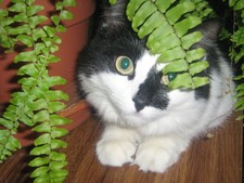 BESYA THE CAT     meow virtual digital photo picture card image J019Y Julia