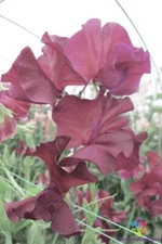 50+ Edd Fincham Sweet Pea Seeds for Garden Planting - USA - FREE SHIPPING!