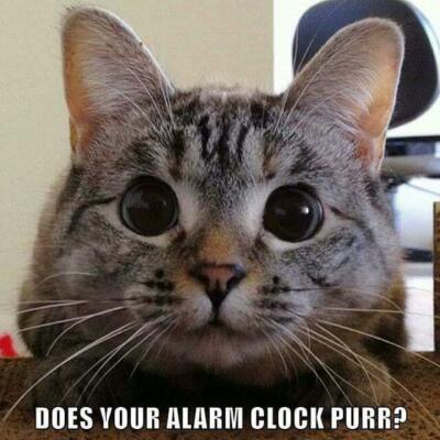 Funny Cat  refrigerator magnet 3 1/2 x 3 1/2''