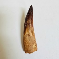 Large Spinosaurus Tooth Fossil Real Dinosaur Tooth Morocco Cretaceous Era