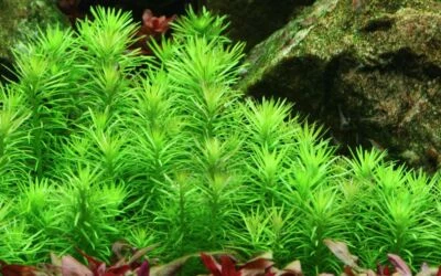 Plante D’Aquarium Pogostemon deccanensis Tropica Nr.053F Pour Eau Douce - Photo 1/4
