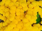 Lot of Artificial Marigold Indian Event Wedding Flower Garlands Vine Decoration