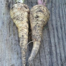 Semences Panais Turga Bio