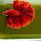 Live Betta Fish Super Red Rose Tail HM Premium Grade Thailand