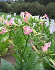 1000 Golden Harvest Tobacco Seeds ~ Heirloom Nicotiana Tabacum ~ Fast grow