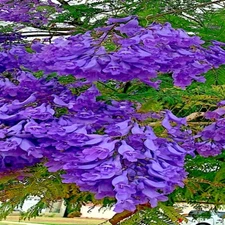 Jacaranda Fern Tree Seeds (Mimosifolia acutifolia) Tropical Blue Flowers Plant