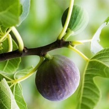 FICUS carica "Ronde de Bordeaux", FIGUIER "Ronde de Bordeaux, plant 30cm