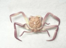 Kaiyodo Museum Q Japan Exclusive Samurai Crab Mini Figure