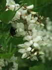 Japanese Pagoda Tree - Sophora Japonica - 20+ seeds - Graines - Samen W 137