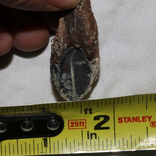 TOROSAURUS / Triceratops Tooth - Gorgeous from Hell Creek Formation - Cretaceous - Picture 11 of 12