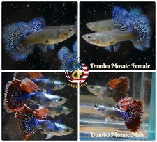 1 TRIO - Live Aquarium Guppy Fish High Quality - Platinum Dumbo Mosaic Halfmoon