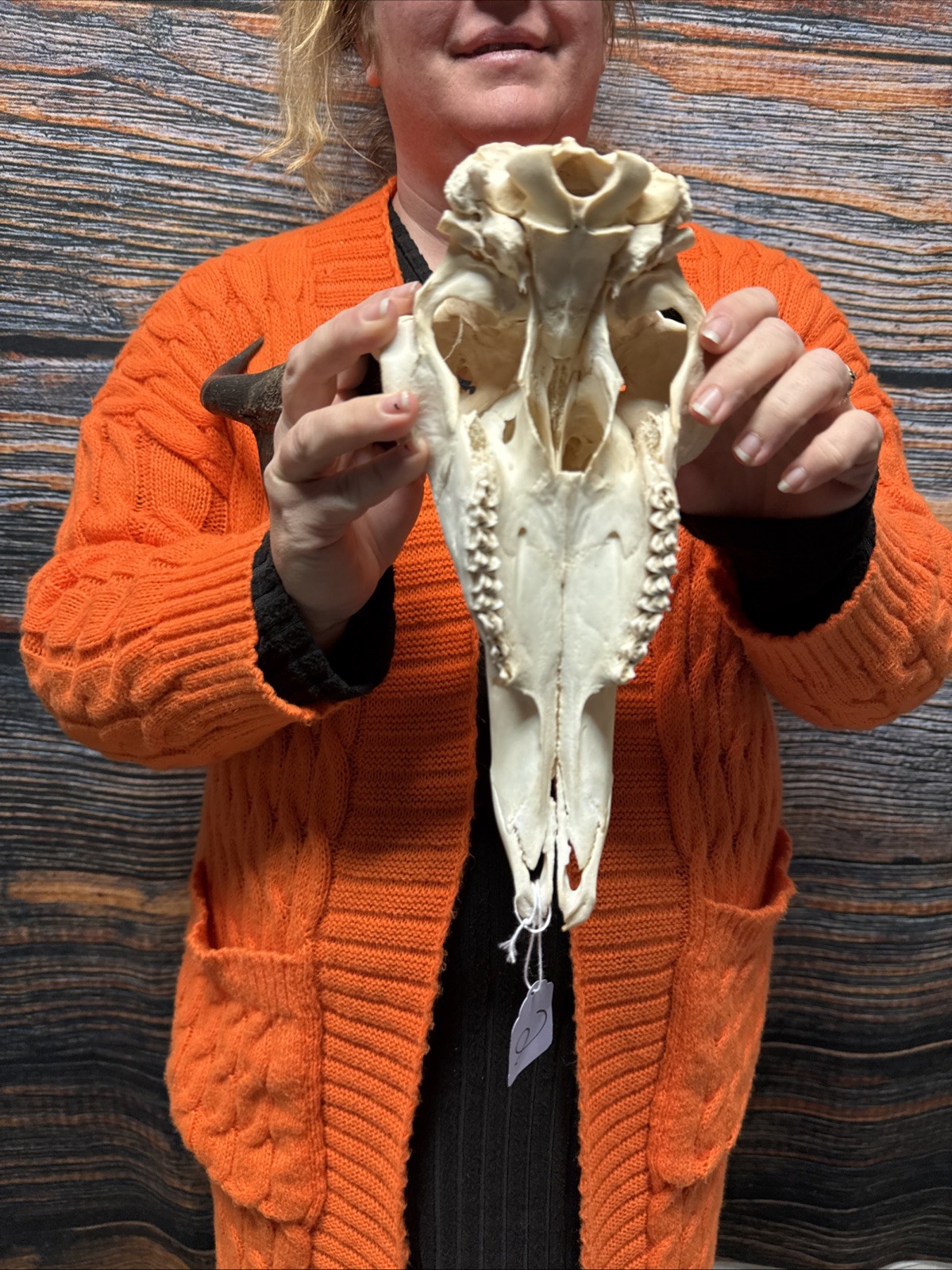 Pronghorn Antelope Skull Animal Mount Cabin Western Yard Decor Head Art Craft