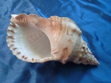 TRITONSHORN Muschelhorn Südsee laut – der Klassiker – RIESENGROSS 30cm - 700g