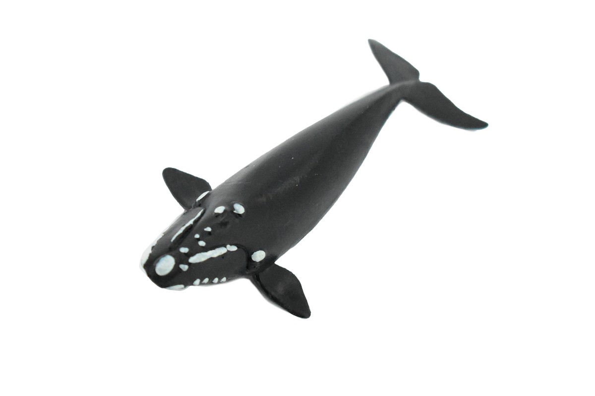 Right Whale, Animal, Realistic Toy , Kids, Hand Painted, Gift, 3