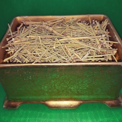 Somlata Herb Tea | Organic Joint Fir | Stimulating Vegan Soma | Bulk 2oz to 4lb