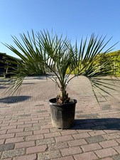 Tropictrees Butia Capitata Palme 110 cm hoch Stammhöhe 20 cm winterhart Garten
