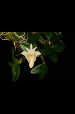 Orchid Species Dendrobium pachyphyllum