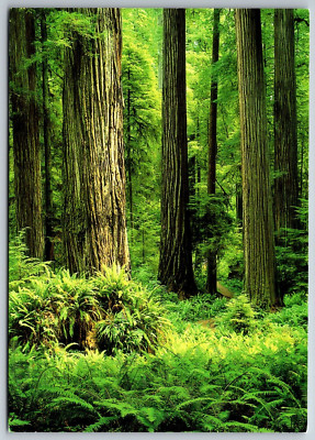 Towering Redwood Forest Sequoia Western Sword Fern California Mystical Postcard