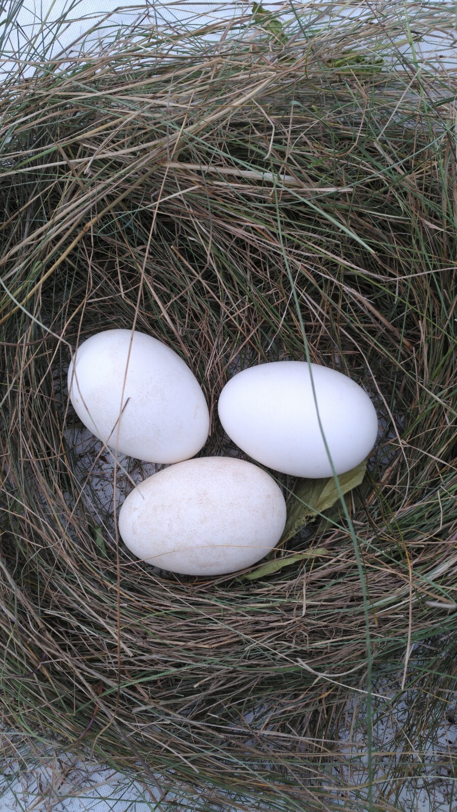 6 *Fertile* Embden Goose Eggs for Hatching eBay