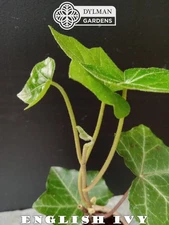 25 English Ivy Plants - Hedera helix - Groundcover - Size 2 - Free Shipping