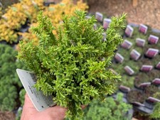 Hebe 'Green Globe' in 9cm pots, Hardy Alpine