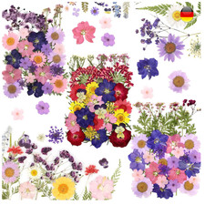 Getrocknete Blumen 125 St&uuml;ck Naturpresse Deko Bastelmaterial