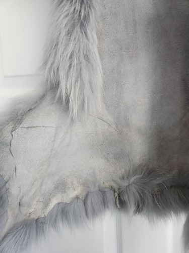 tanned grey blue fox pelt hide winter fur animal skin craft collar - Bild 5 von 7
