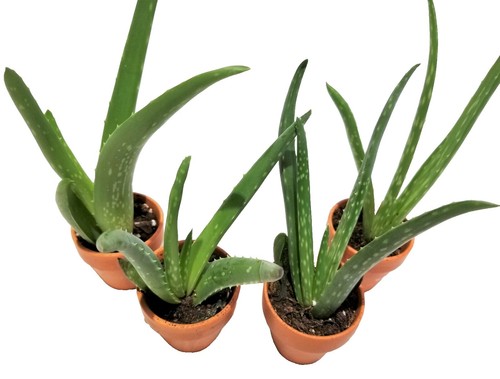 aloe vera saft nährwerte nu3 Bio Aloe Vera Saft main image 1