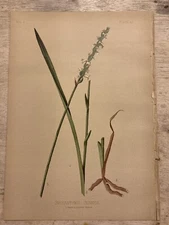 Meehan Prang Original Chromolithograph Botanical SPIRANTHES CERNUA Circa 1880