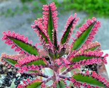 15+ Kalanchoe Pink Butterflies Pink Mother of Thousands Rare Succulent Seeds