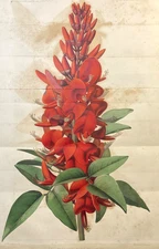 Coralbean Botanical Print 1861 Antique Color Plate Illustration Fold Out