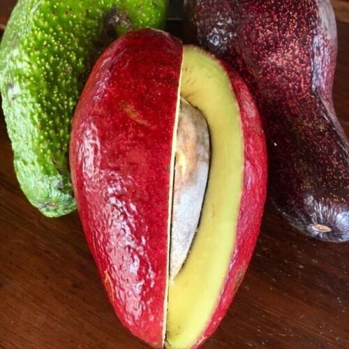 Avocado Thomson Red Grafted Plant Fruit Tree Tall 20 inchs